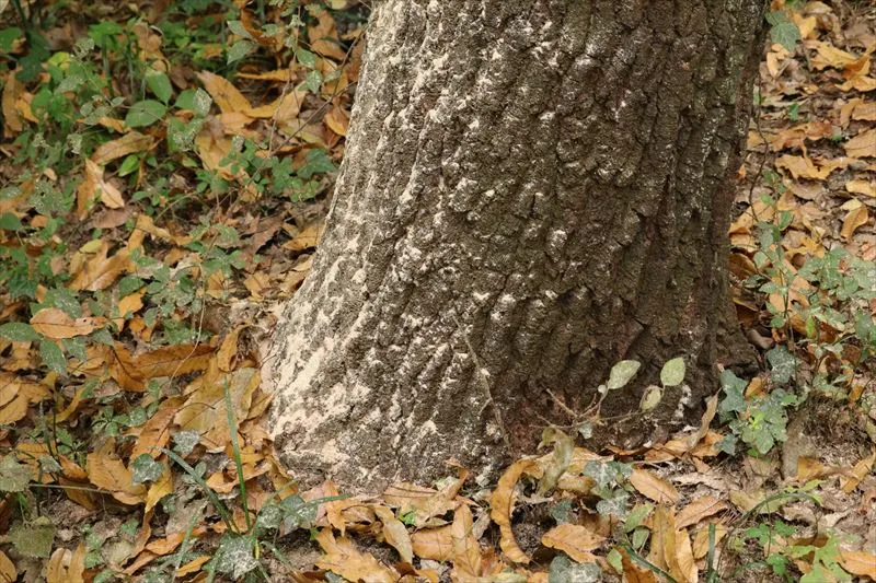 ナラ枯れを放置するリスク