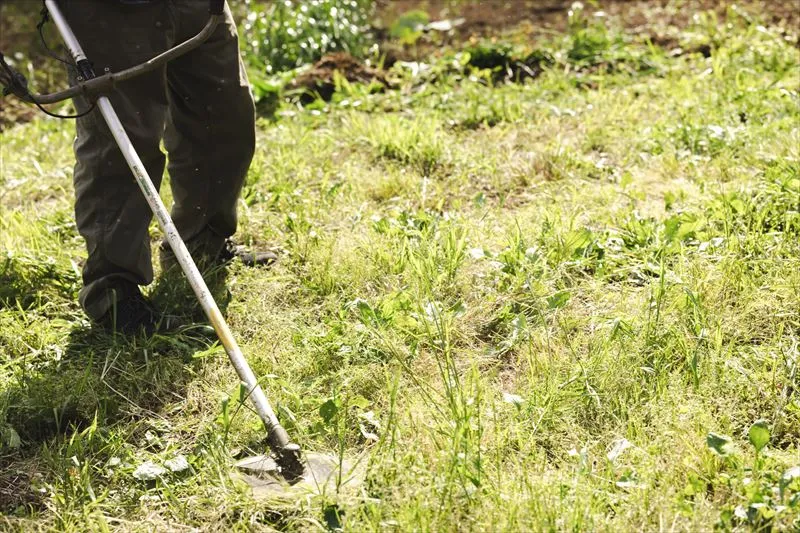 下刈りを行うのはなぜ？