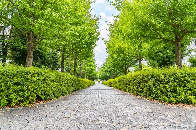街路樹の役割とは