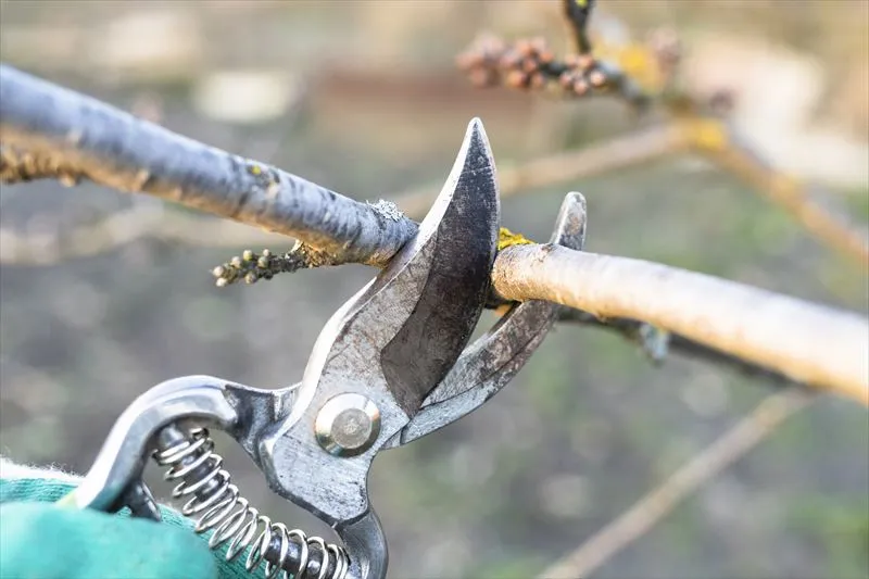 枝打ちが必要な理由とは？