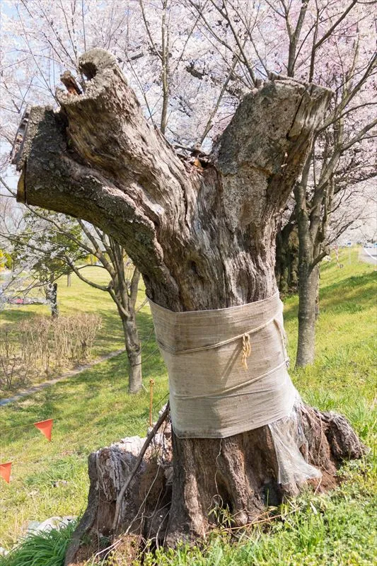 樹木が腐朽するリスクとは？