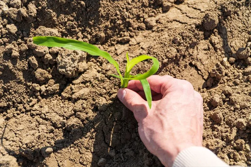 林業における植栽の役割とは？