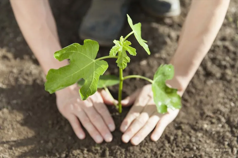 植林を行う目的とは？