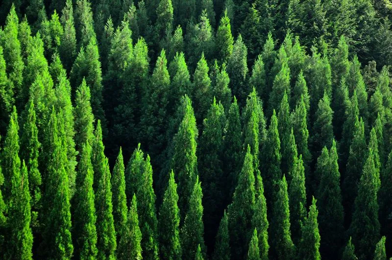 人工林の特徴とは？