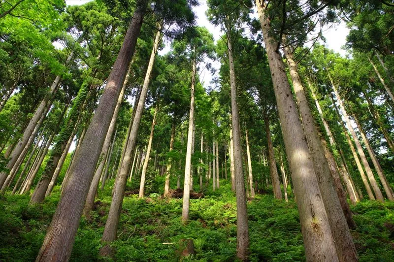 造林における1年間の流れをご紹介