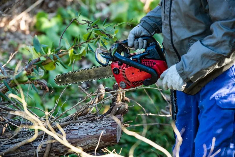 伐採を業者に依頼するメリットとは